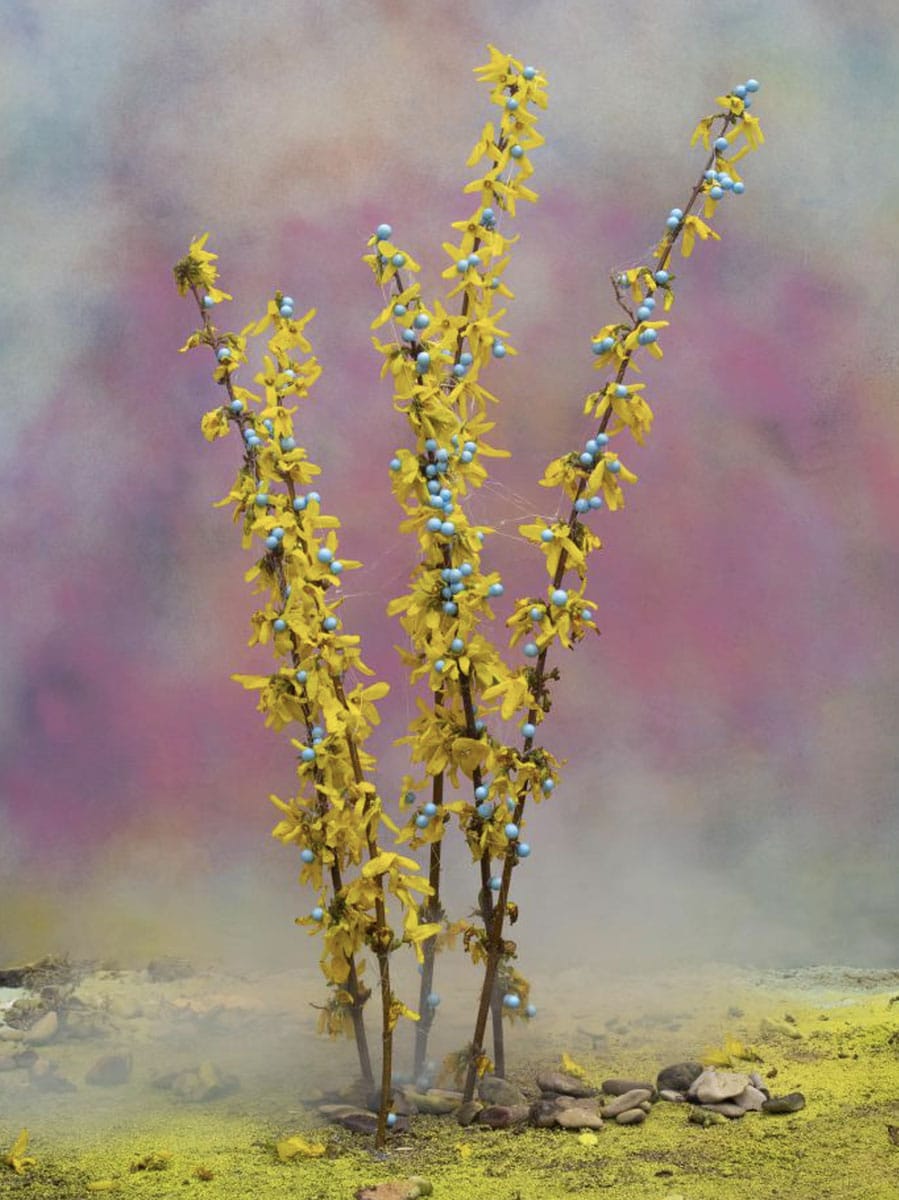 Artwork Blossom Lisanne Hoogerwerf